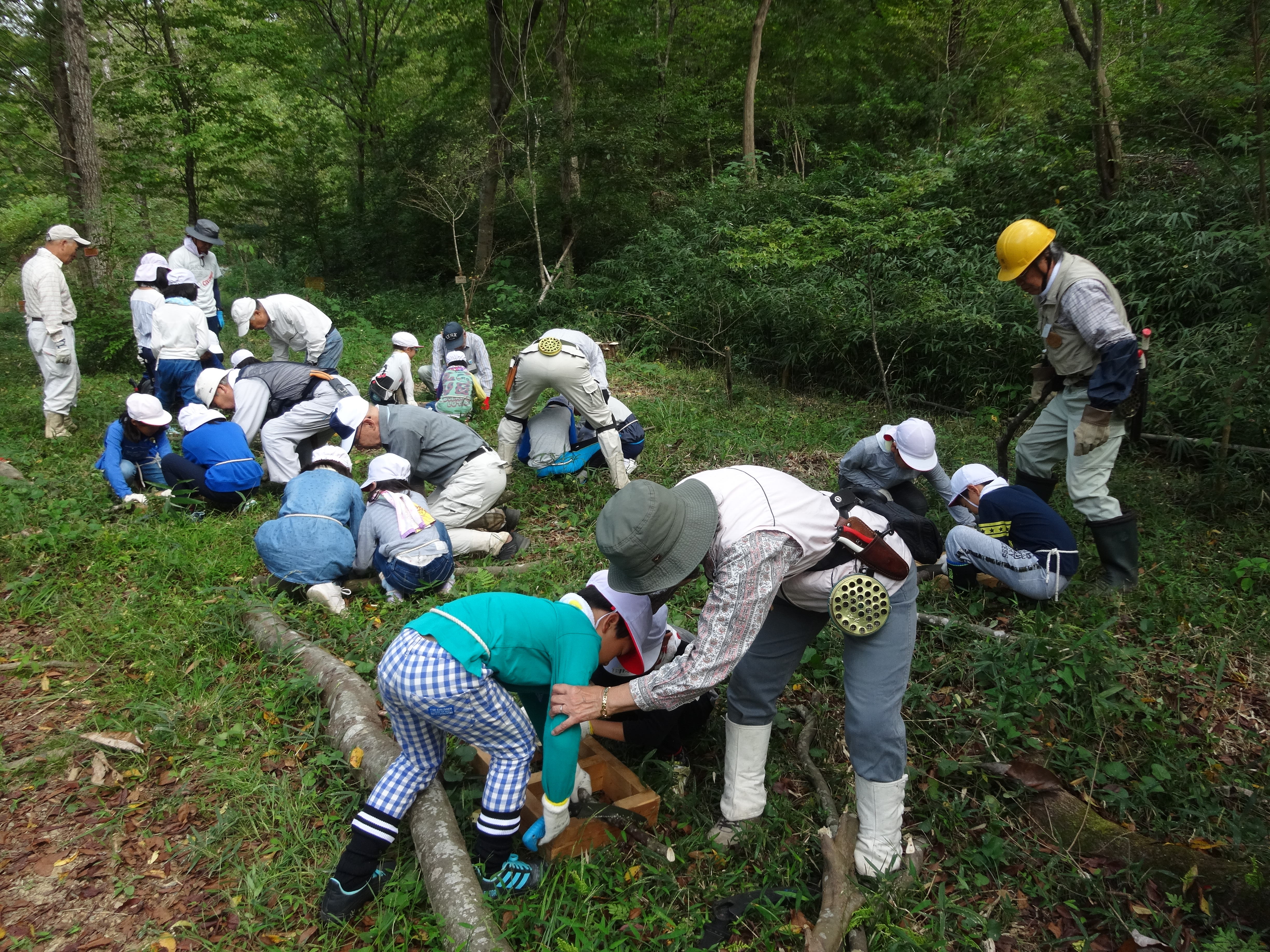 エドヒガンの植樹